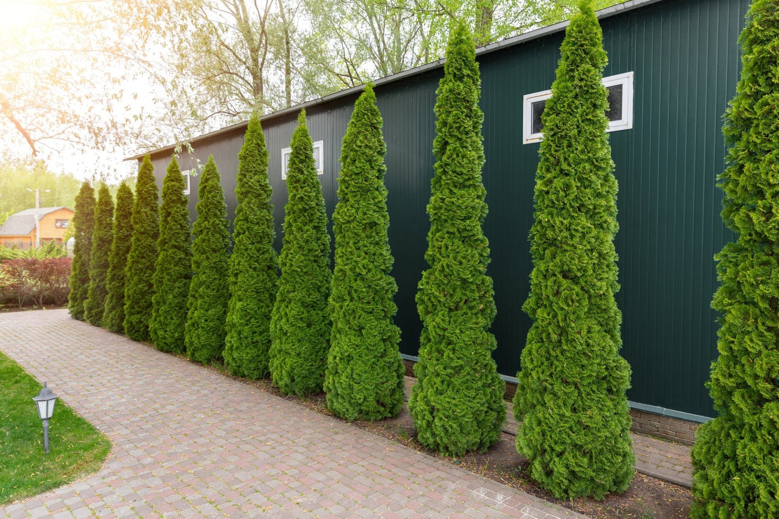 Arborvitae Growth Rate Explained: From Slow Dwarfs to Fast Screens