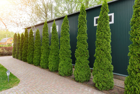 Arborvitae Growth Rate Explained: From Slow Dwarfs to Fast Screens