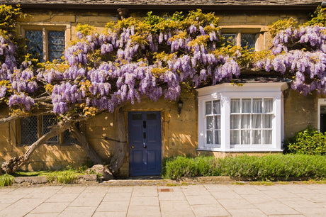 Blue Moon vs Blue Chinese Wisteria: Which Is Right for Your Garden?