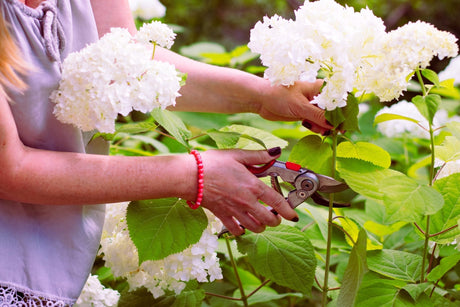 The 5 Main Types of Hydrangeas: A Complete Identification Guide