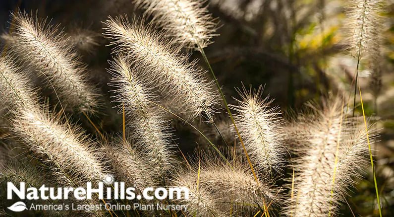 Drought Tolerant Plants For The Landscape - Nature Hills Nursery