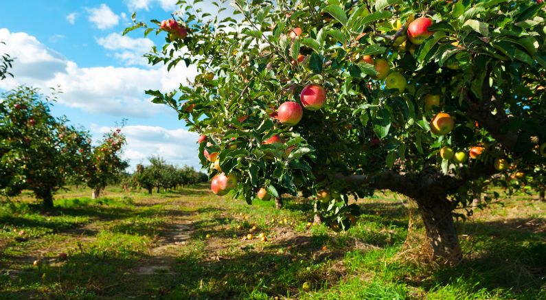 Dwarf Apple Trees