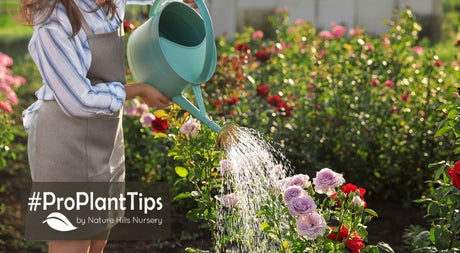 Easy Breezey Modern Roses & Rose Garden Recipes for Success! - Nature Hills Nursery