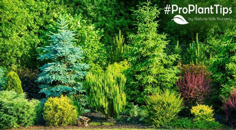 Easy Evergreen Tree Identification Part 1: Pine Trees! - Nature Hills Nursery