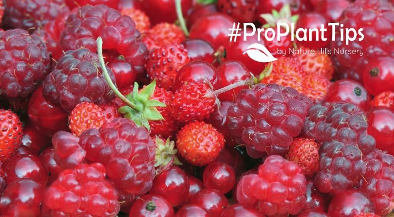 Best Berry Bushes for Small Gardens & Patios
