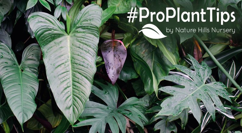 Easy Tropical Backyard Ideas For The Perfect Staycation! - Nature Hills Nursery