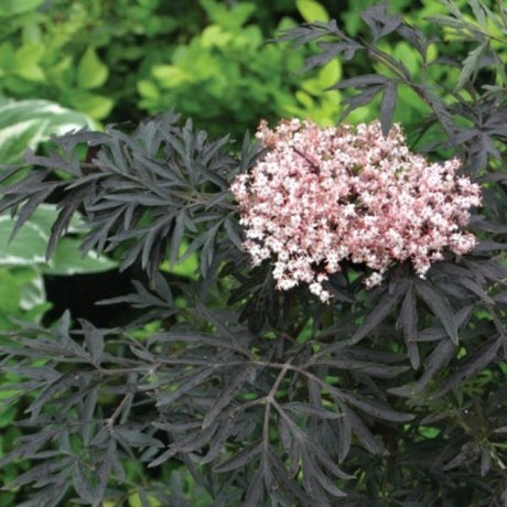 Black Lace Elderberry with finely cut dark purple leaves for a vampire garden