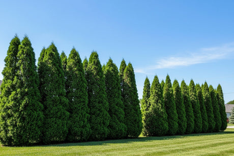 Emerald Green vs Green Giant Arborvitae comparison showing both varieties as privacy screens along a residential property line