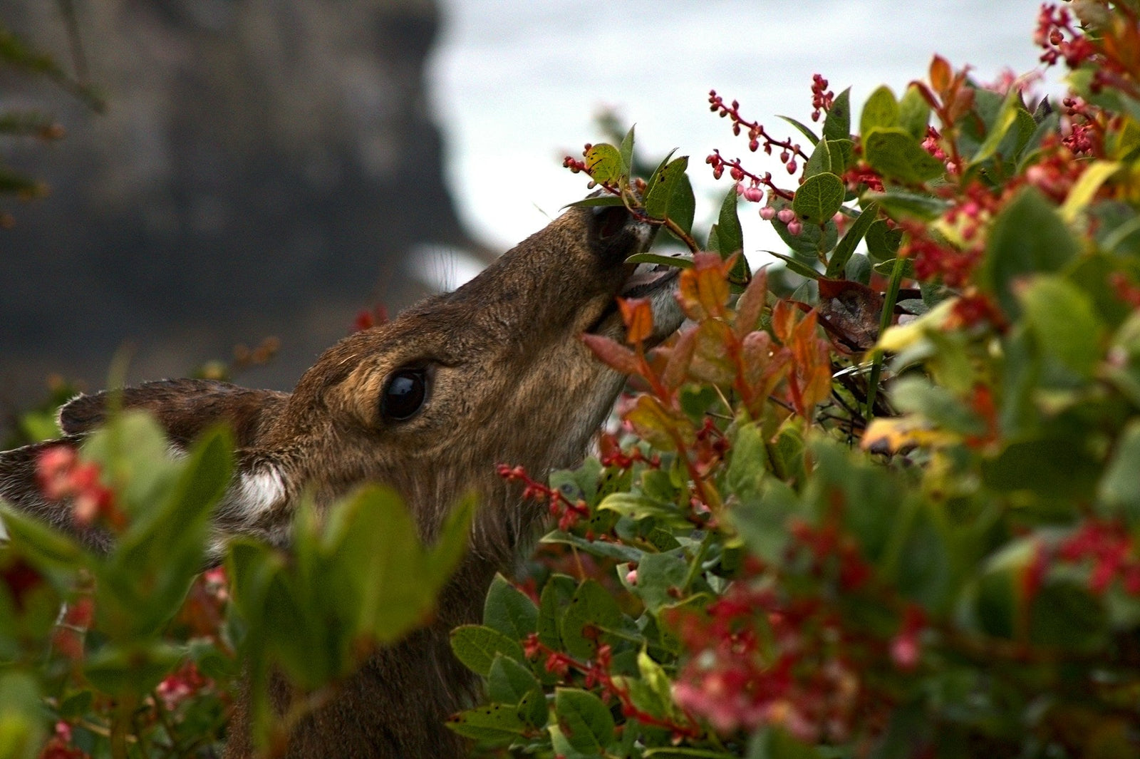 Do Deer Resistant Plants Exist? What Science Says and What Actually Works