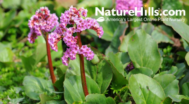 Pretty Spring-Flowering Evergreen Perennials! The Bergenia!