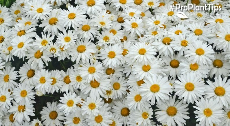 Everything You Need to Know About Daisies! - Nature Hills Nursery