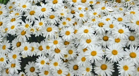 Everything You Need to Know About Daisies! - Nature Hills Nursery