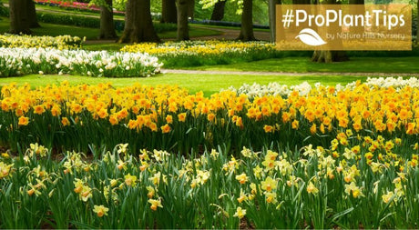 Everything You Need To Know About Forcing Bulbs - Nature Hills Nursery