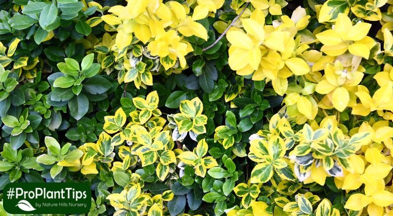 Everything You Need to Know About Growing Euonymus - Nature Hills Nursery