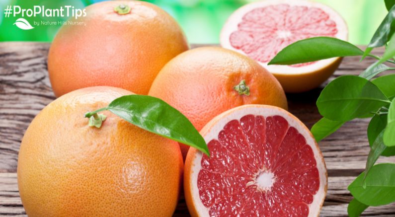 Everything You Need to Know About Growing Grapefruit! - Nature Hills Nursery