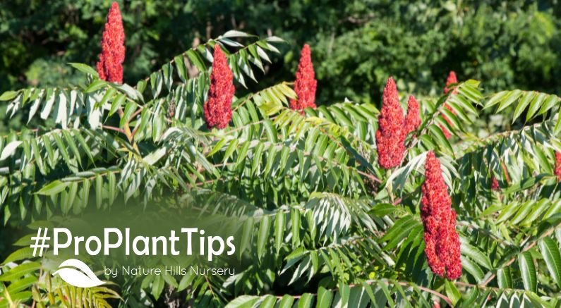 check out care and planting tips for Sumac