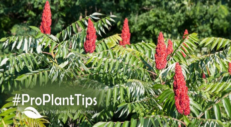check out care and planting tips for Sumac
