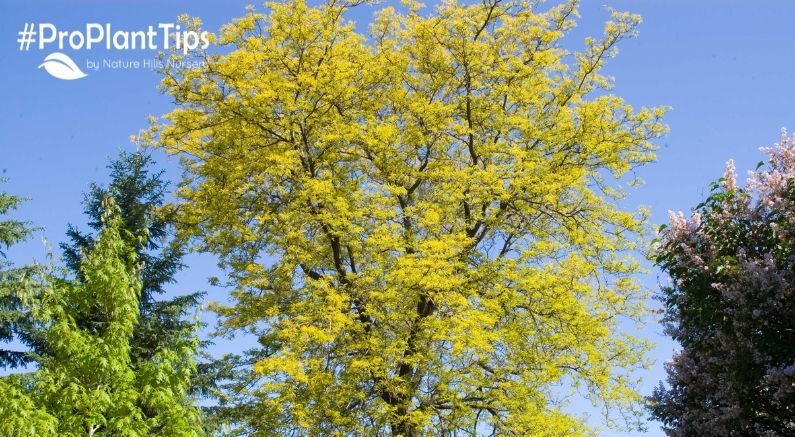 Locust & Honeylocust Tree Guide | Nature Hills