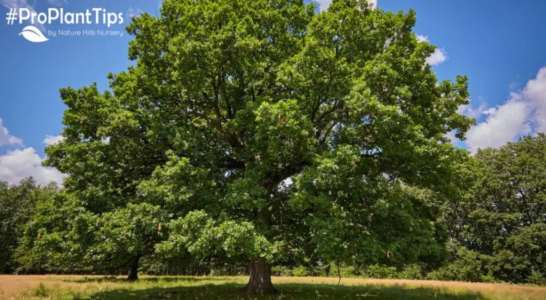 Oak Trees Types Care Growing Guide Oak Trees Types Care Growing Guide