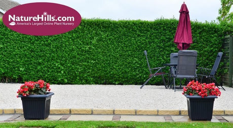 Everything You Need to Know About Privet Hedge Pruning! - Nature Hills Nursery