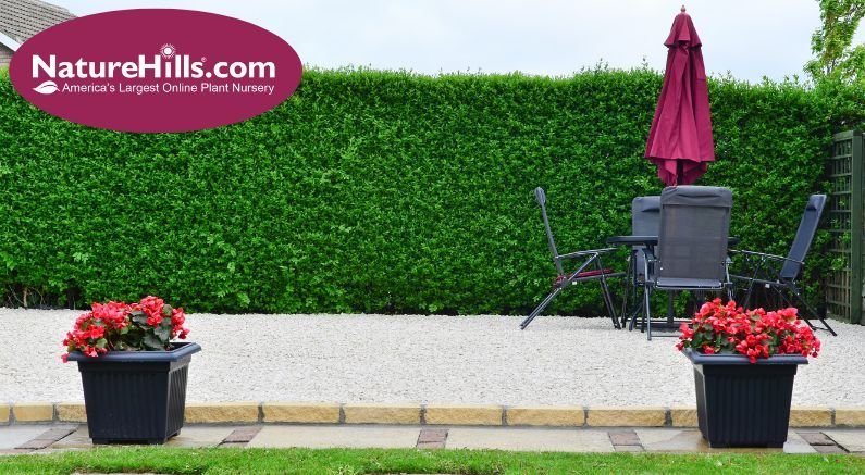 Everything You Need to Know About Privet Hedge Pruning! - Nature Hills Nursery