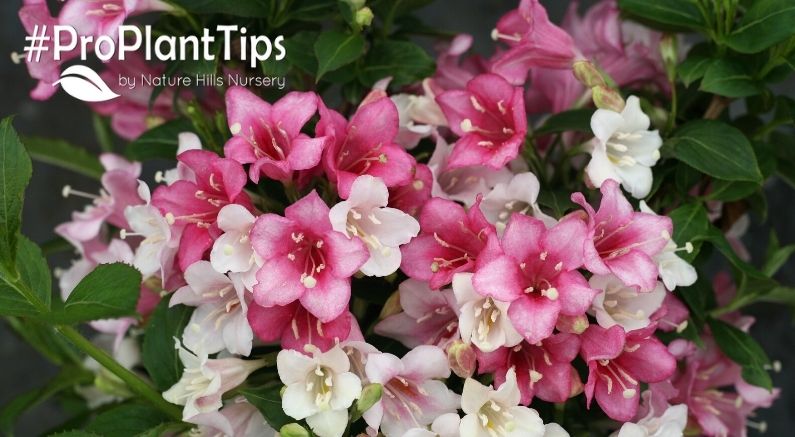 Everything You need to know about Weigelas - Nature Hills Nursery