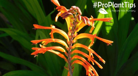 Fact and Fiction of Man-Eating Plants - Nature Hills Nursery