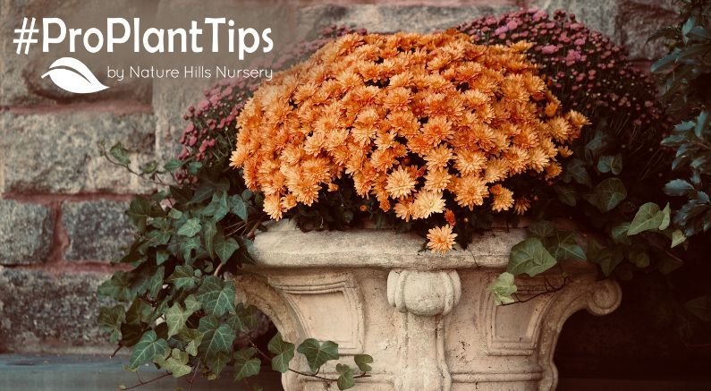 shop perennials for fall planters