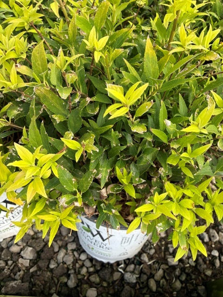 A shrub with pale yellow and green leaves showing normal fall color change