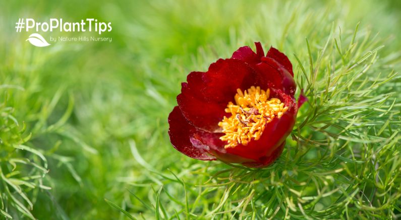 Fernleaf Peony