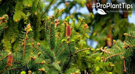 How To Identify Evergreen Trees Part 3: The Fir Tree!