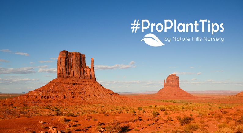 Five Astounding Native Plants for the Southwestern United States - Nature Hills Nursery