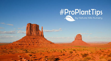 Five Astounding Native Plants for the Southwestern United States - Nature Hills Nursery