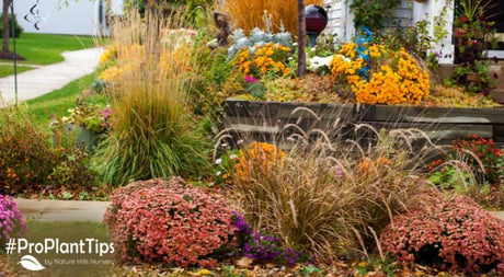 Five Shrubs That Rebloom In The Fall! - Nature Hills Nursery