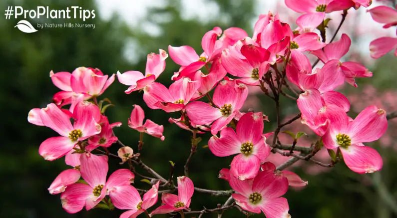 Tree Before Spring 5 Early Spring Flowering Trees | Nature Hills