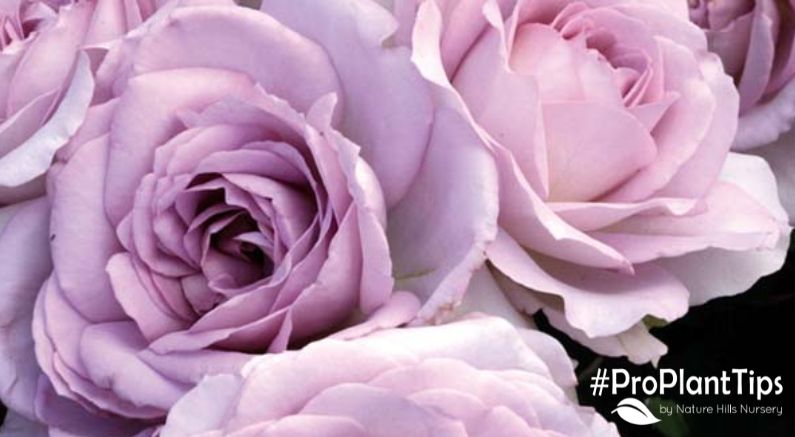 Floribunda Roses: What Are They & How to Care for Them - Nature Hills Nursery