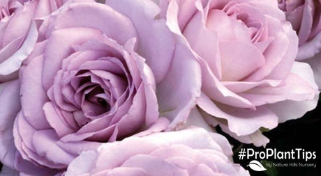 Floribunda Roses: What Are They & How to Care for Them - Nature Hills Nursery