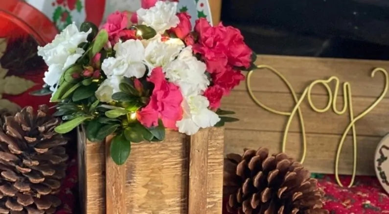 Florist Azaleas Make The Perfect Gift