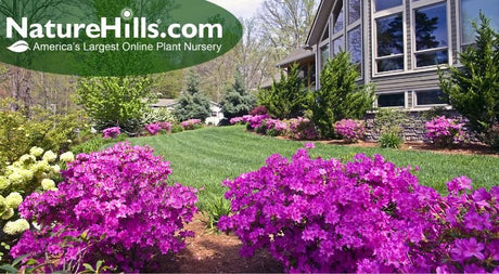 Flowering Shrubs to Punch Up Your Landscape - Nature Hills Nursery