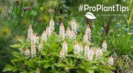 shop Foamy Bells at nature hills nursery!