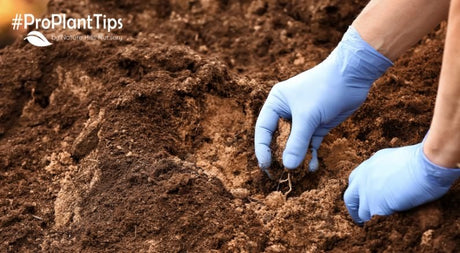 For Iron Chlorosis - Nature Hills Nursery