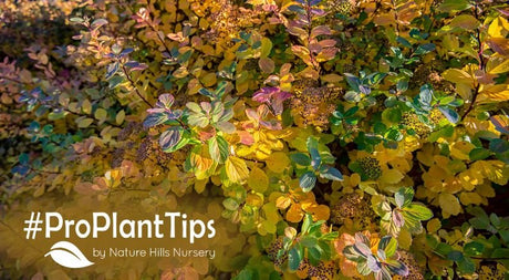 All about Fothergilla for sale at nature hills