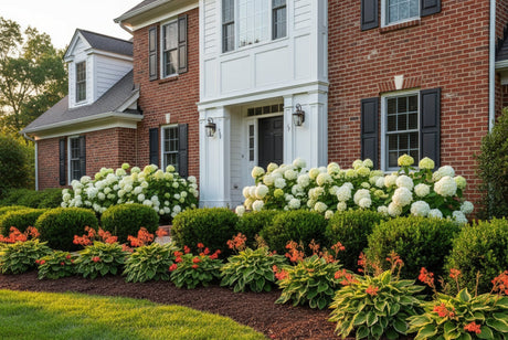 Foundation planting ideas for front of house - layered beds with boxwood hedges, white hydrangeas, and hostas in front of a traditional home