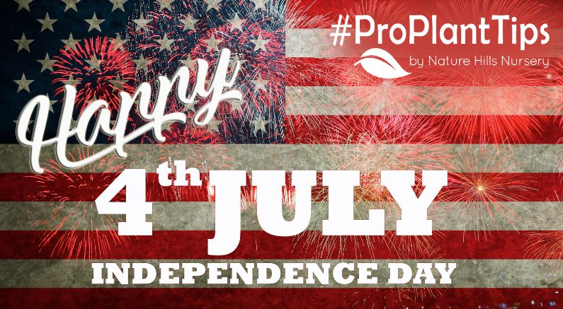 Fourth of July Garden Ideas Bursting With Patriotism! - Nature Hills Nursery