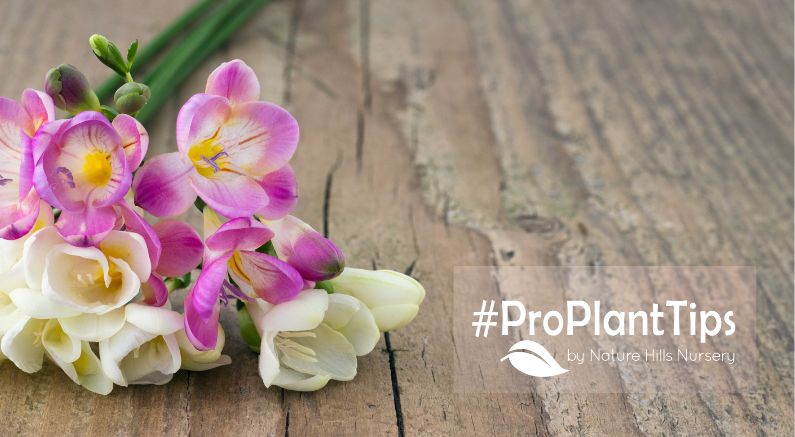 Freesia Care NatureHills.com #proplanttips