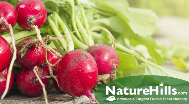 Fresh Greens, Radishes, Cilantro, and Garlic - Nature Hills Nursery