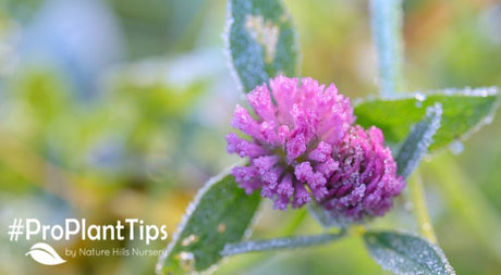 Protecting Your Plants From Frost in Spring