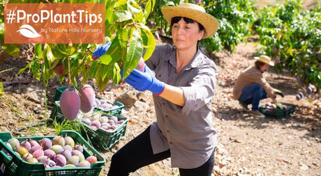 Fruit Trees to Plant for a September Harvest - Nature Hills Nursery