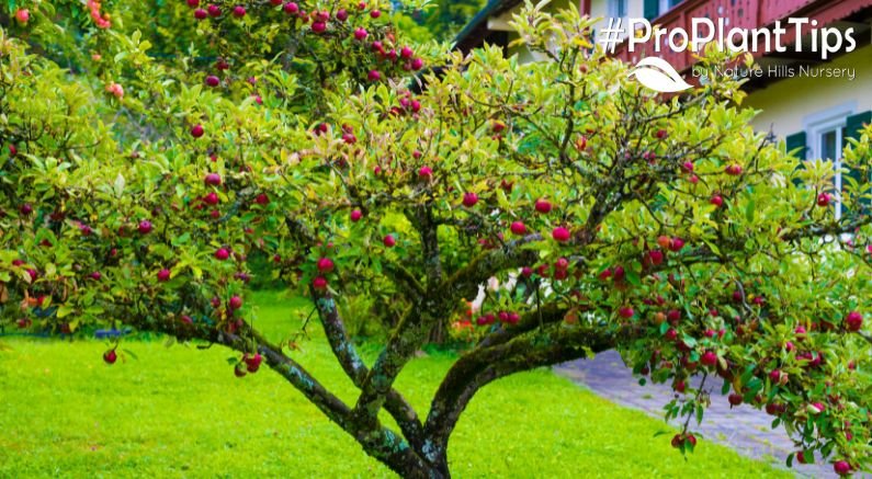 Fruit Trees to Plant for an August Harvest - Nature Hills Nursery