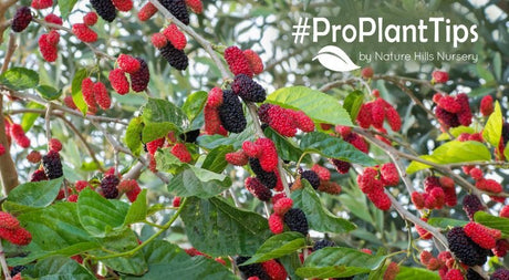 All about Mulberry Trees | Garden Blog at Nature Hills